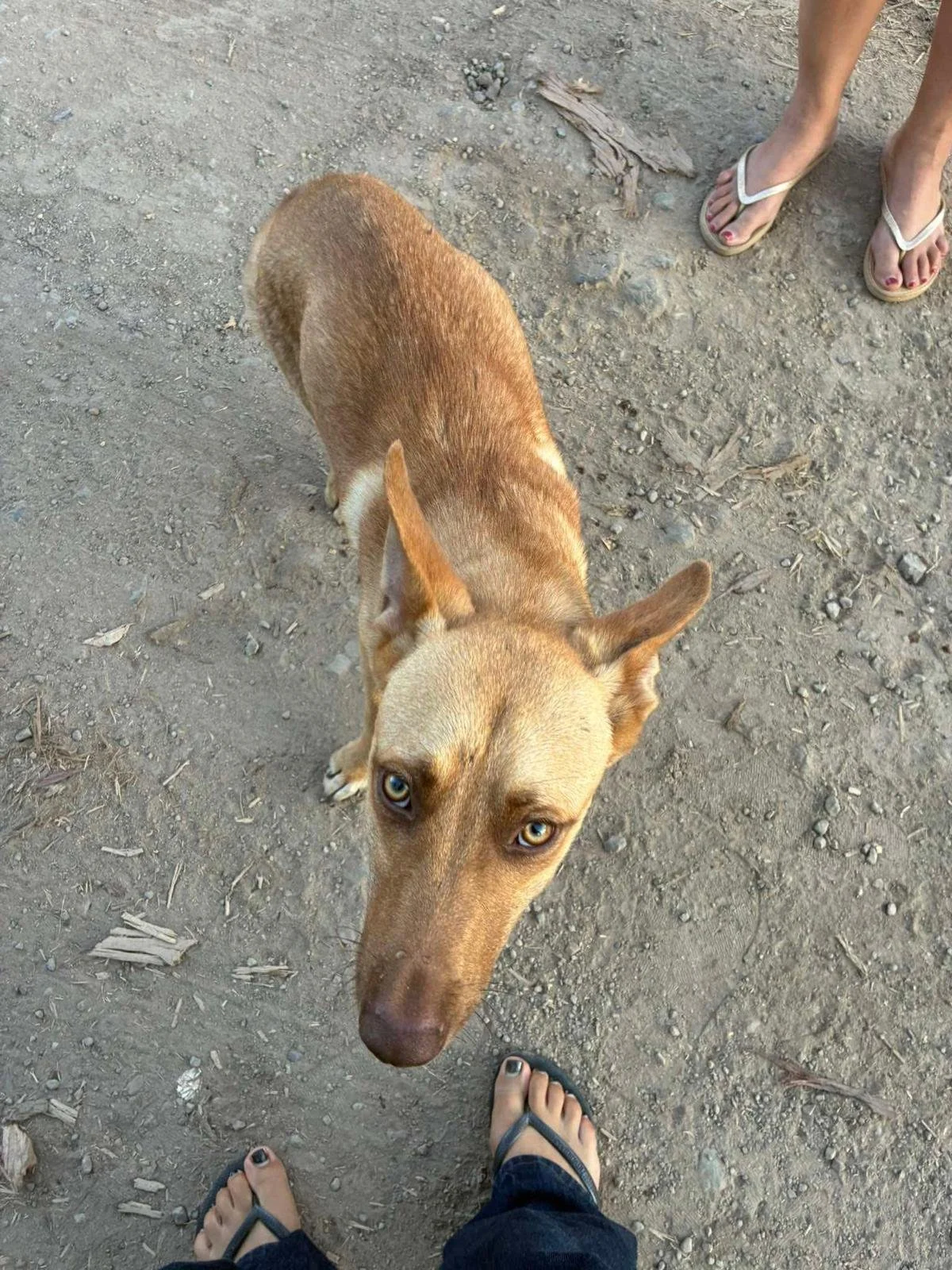 WhatsApp Image 2026-02-08 at 4.38.58 PM (1).jpeg