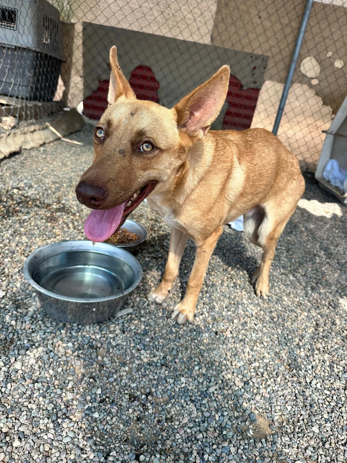 WhatsApp Image 2026-02-08 at 4.38.59 PM (3) (1).jpeg