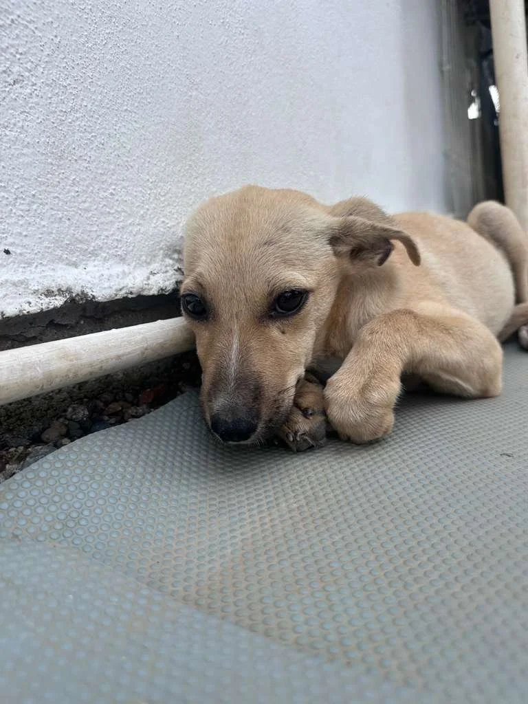 WhatsApp Image 2025-12-31 at 3.46.46 PM.jpeg