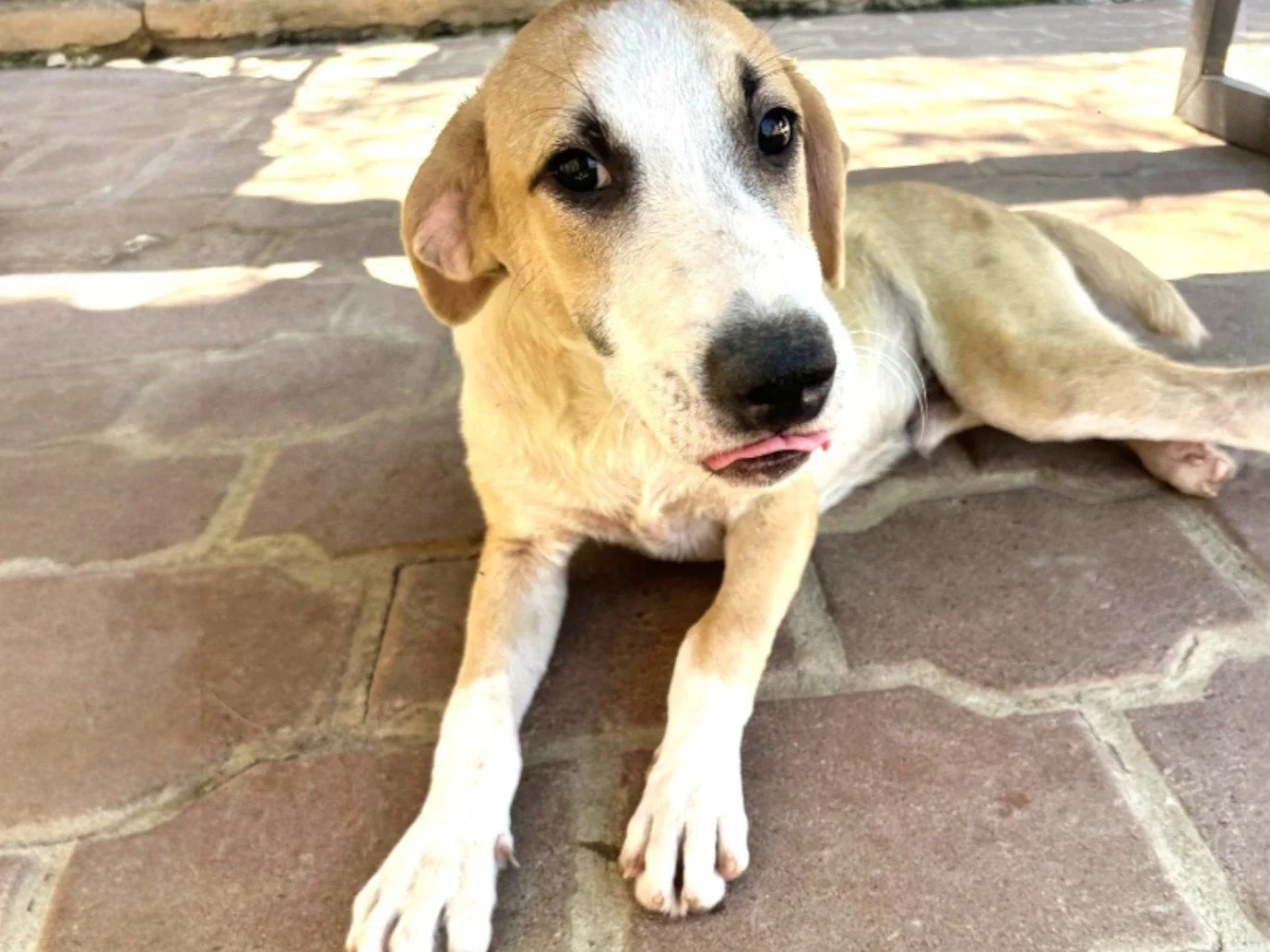 WhatsApp Image 2026-02-17 at 3.31.34 PM (2).jpg