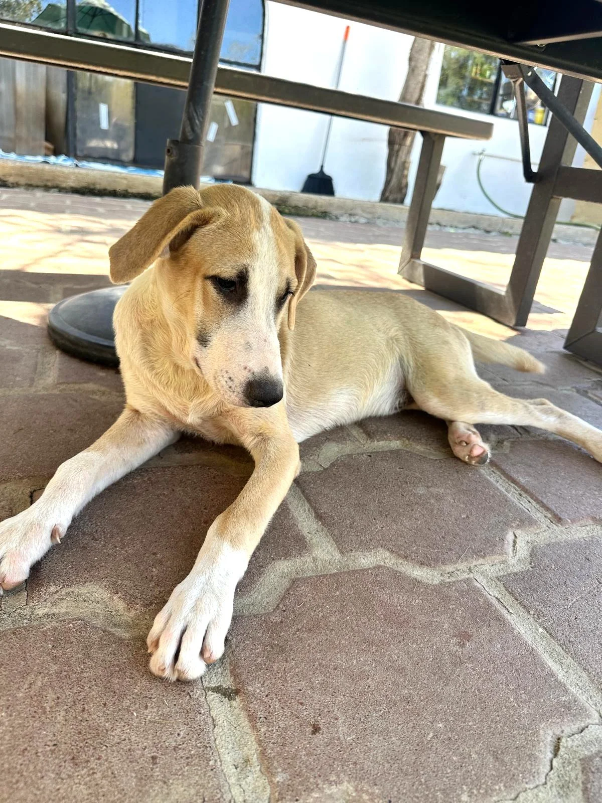 WhatsApp Image 2026-02-17 at 3.31.34 PM (4).jpeg