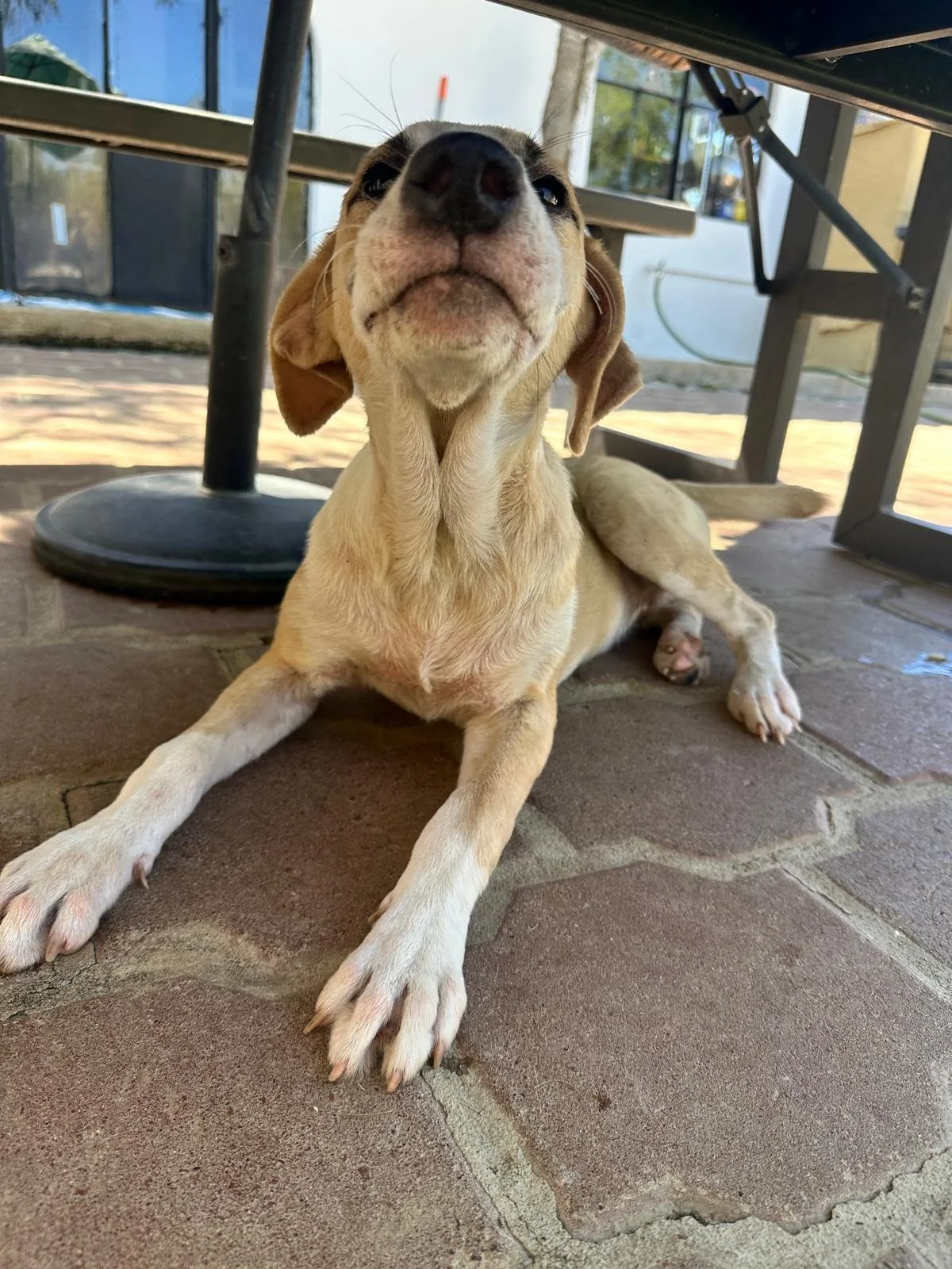 WhatsApp Image 2026-02-17 at 3.31.34 PM (1).jpeg