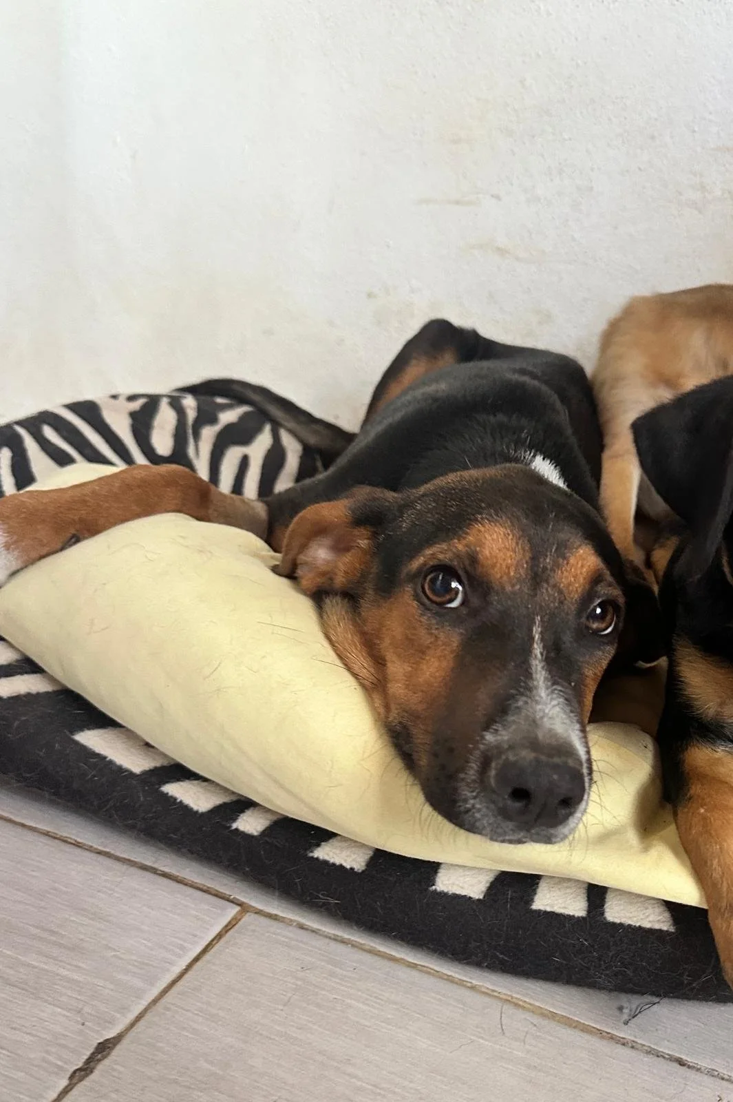 WhatsApp Image 2026-02-17 at 3.33.01 PM.jpeg