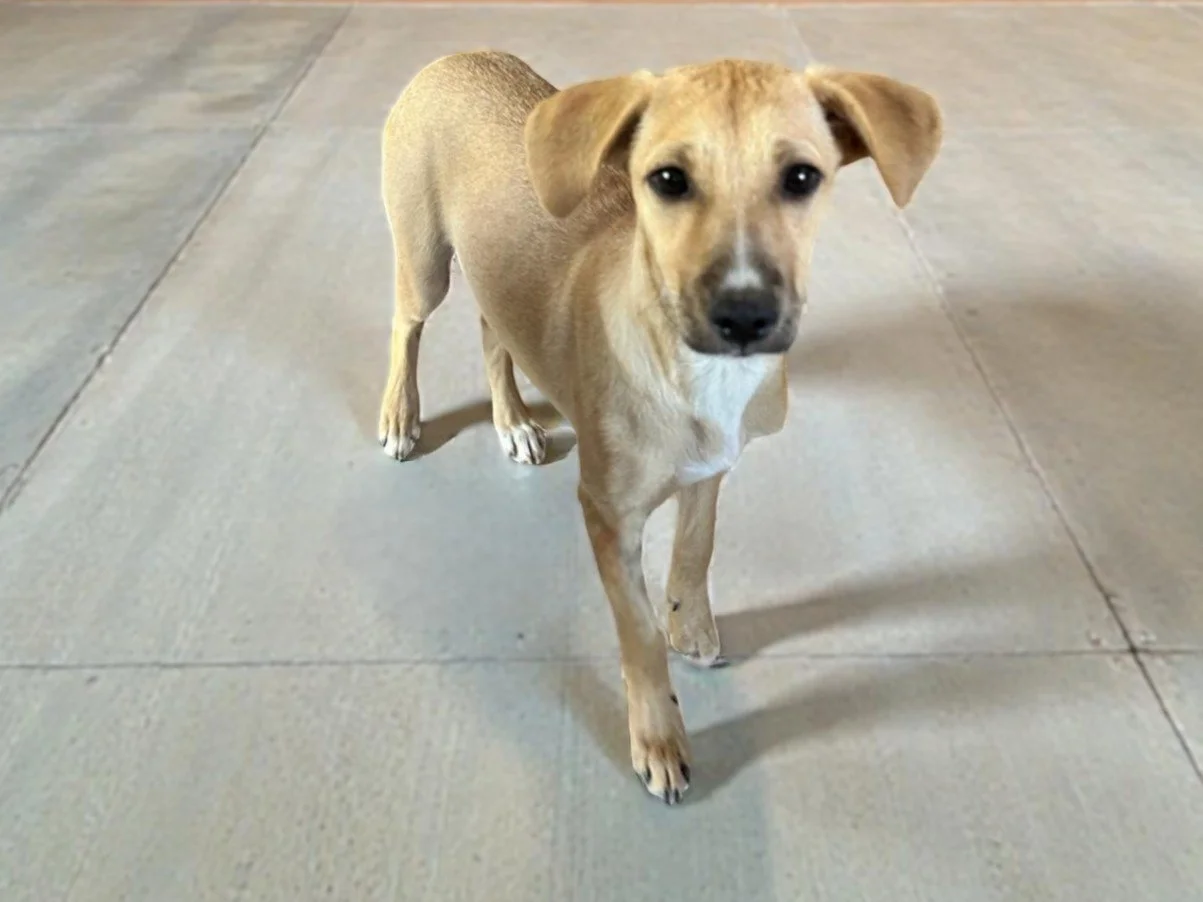 WhatsApp Image 2026-02-17 at 3.33.19 PM (1)x.jpg