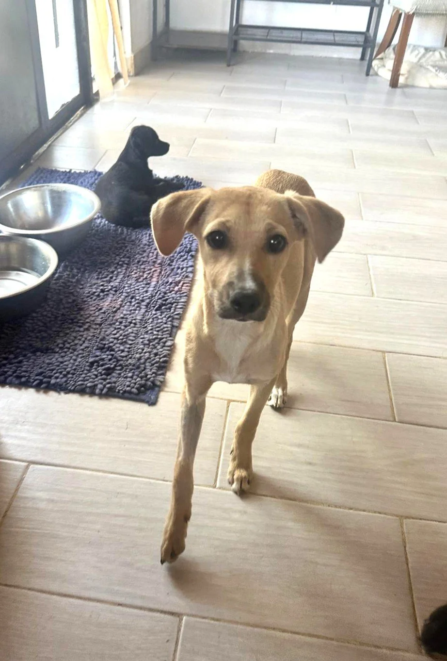 WhatsApp Image 2026-02-17 at 3.33.19 PM.jpeg