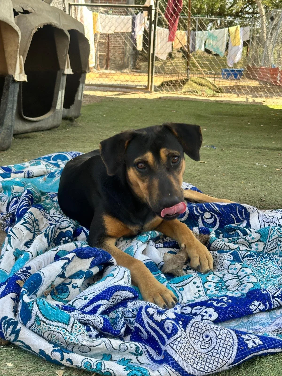 Sydney 2-25-26 A.jpeg