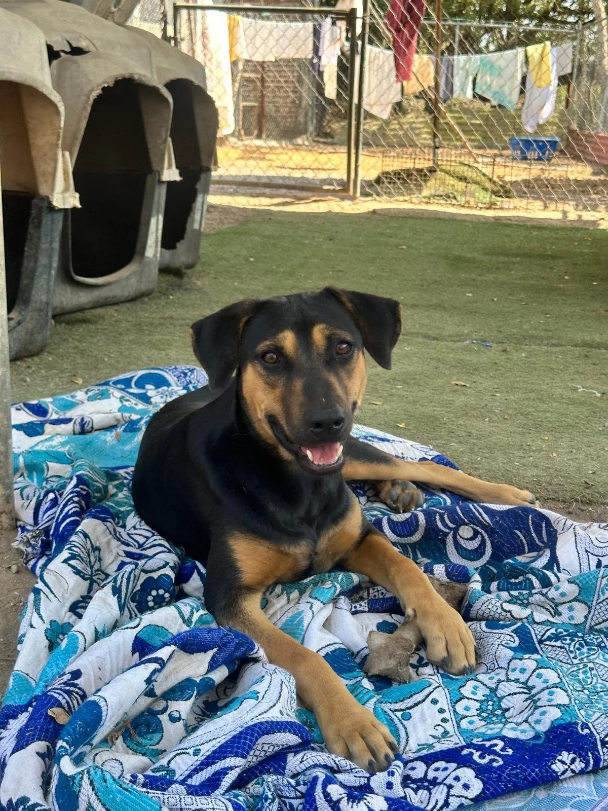 Sydney 2-25-26 B.jpeg