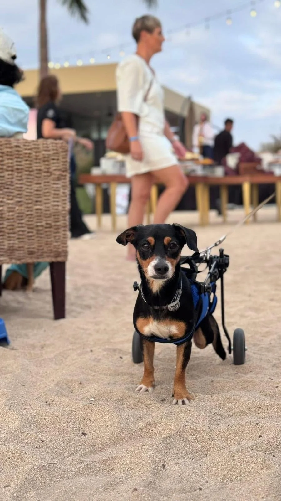 WhatsApp Image 2026-03-01 at 8.06.36 AM.jpeg