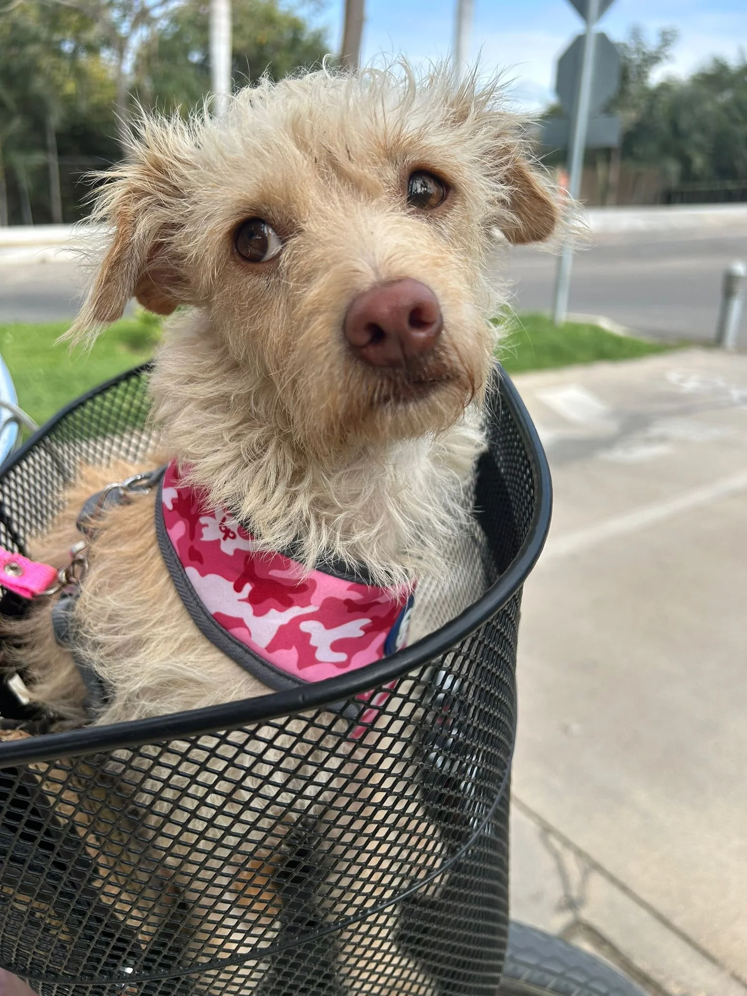 WhatsApp Image 2026-03-04 at 9.11.10 AM.jpeg