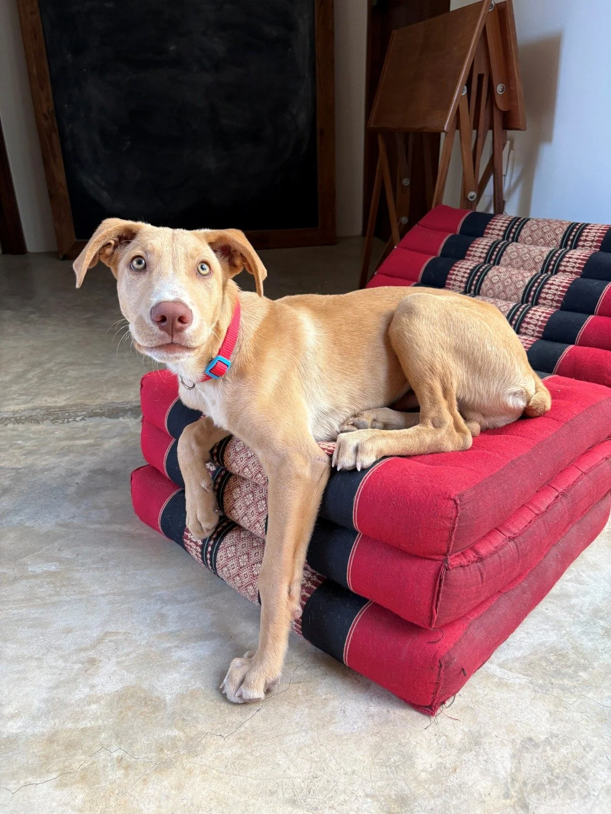 WhatsApp Image 2026-03-03 at 8.18.53 AM (1).jpeg