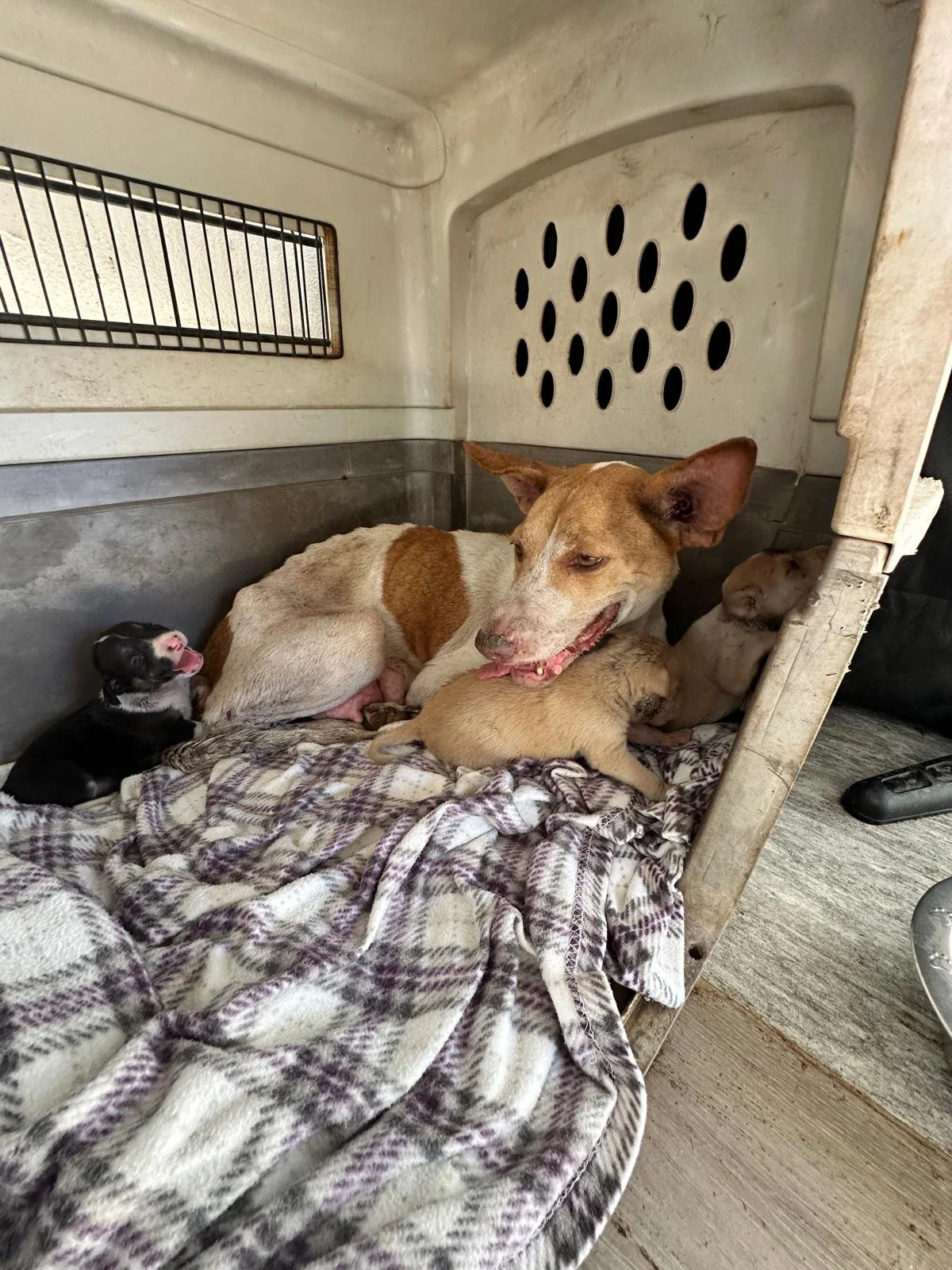 WhatsApp Image 2026-02-27 at 4.21.17 PM (1).jpeg