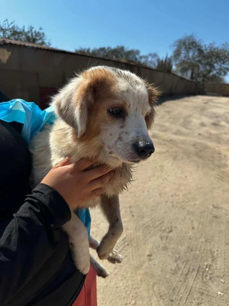 WhatsApp Image 2026-03-02 at 3.45.08 PM (2).jpeg