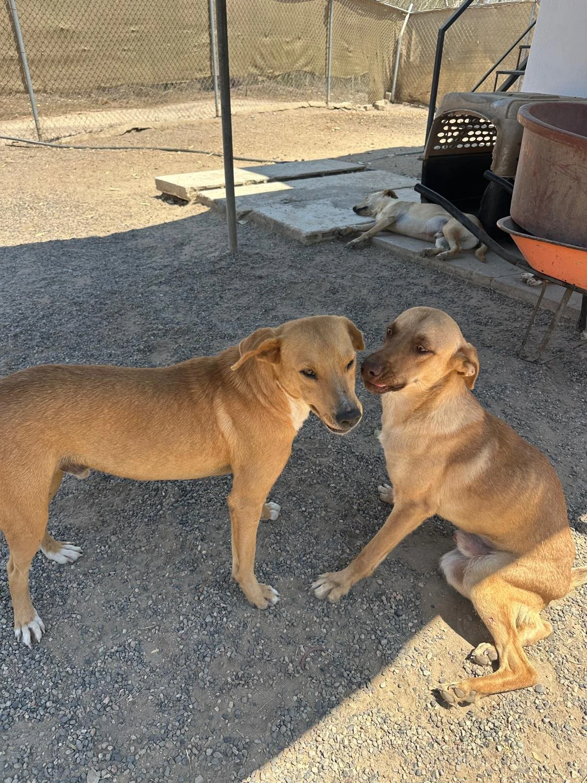 WhatsApp Image 2026-03-18 at 5.26.39 PM (1).jpeg