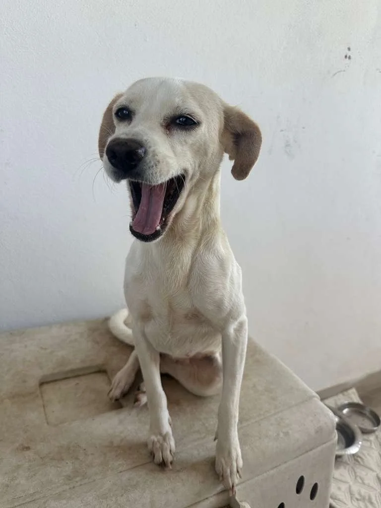 WhatsApp Image 2026-03-19 at 2.35.51 PM.jpeg