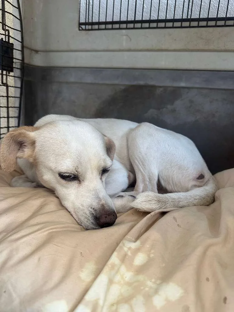 WhatsApp Image 2026-03-19 at 2.35.51 PM (1).jpeg