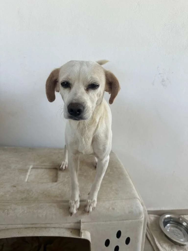 WhatsApp Image 2026-03-19 at 2.35.50 PM (1).jpeg