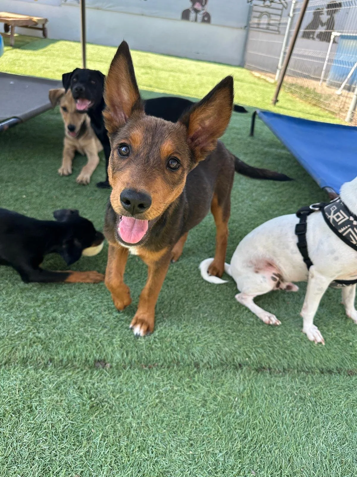 WhatsApp Image 2026-03-18 at 5.37.52 PM.jpeg