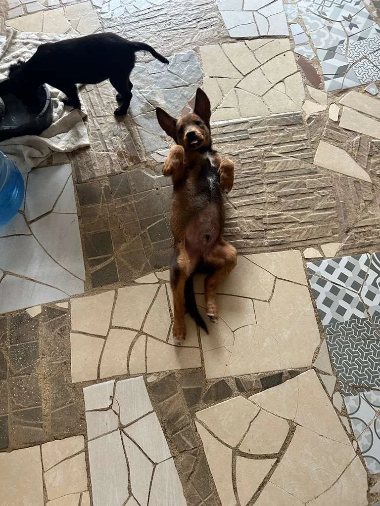 WhatsApp Image 2026-02-13 at 3.55.14 PM (1).jpeg