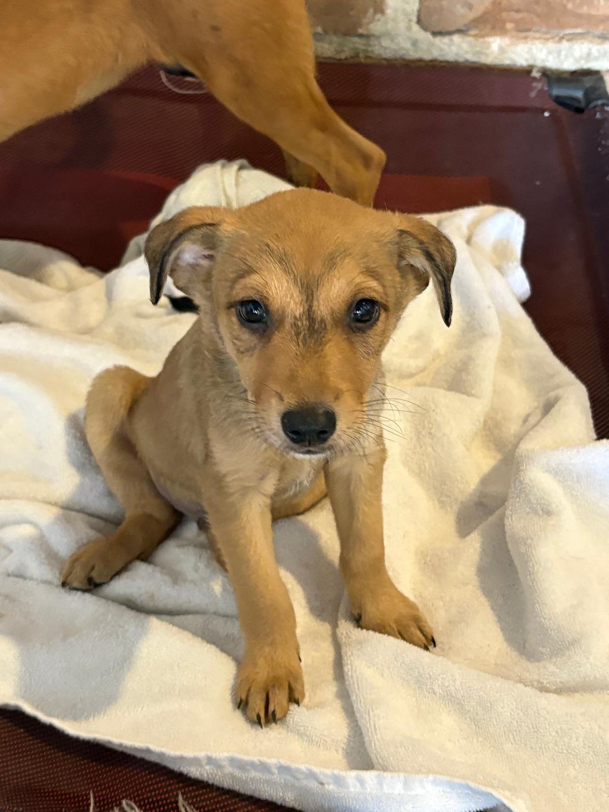 yogi 13126 (2) (1).jpeg