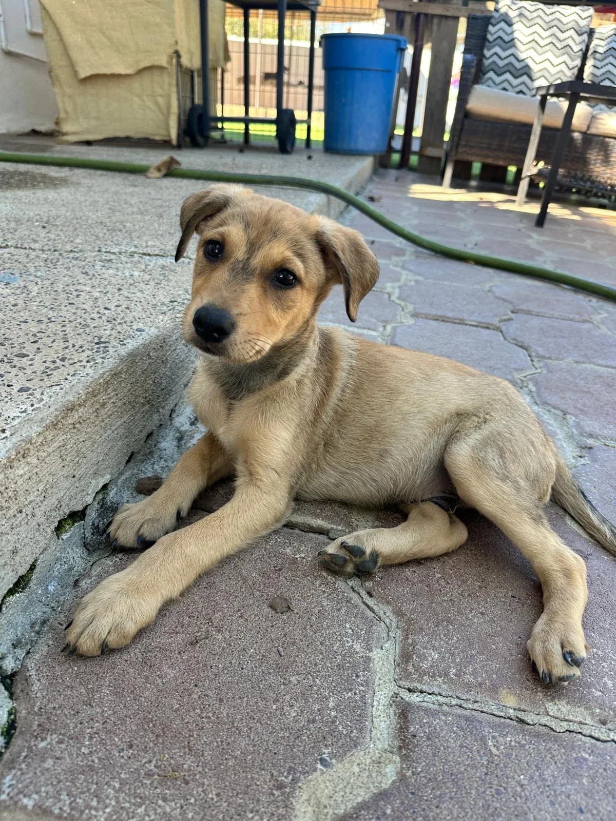 yogi 13126 (7) (1).jpeg