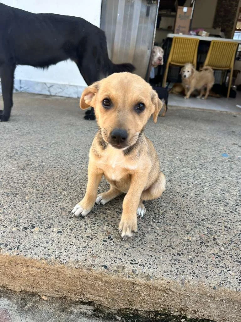 kuma 13125 (5) (1).jpeg