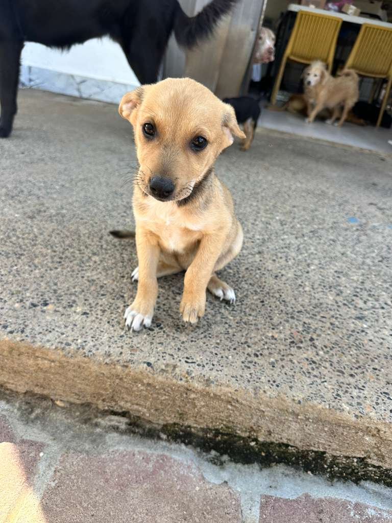 kuma 13125 (4) (1).jpeg