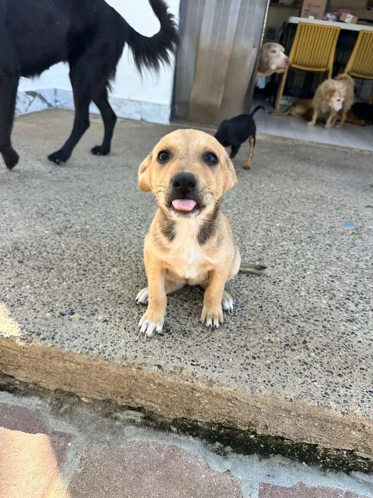 kuma 13125 (3) (1).jpeg