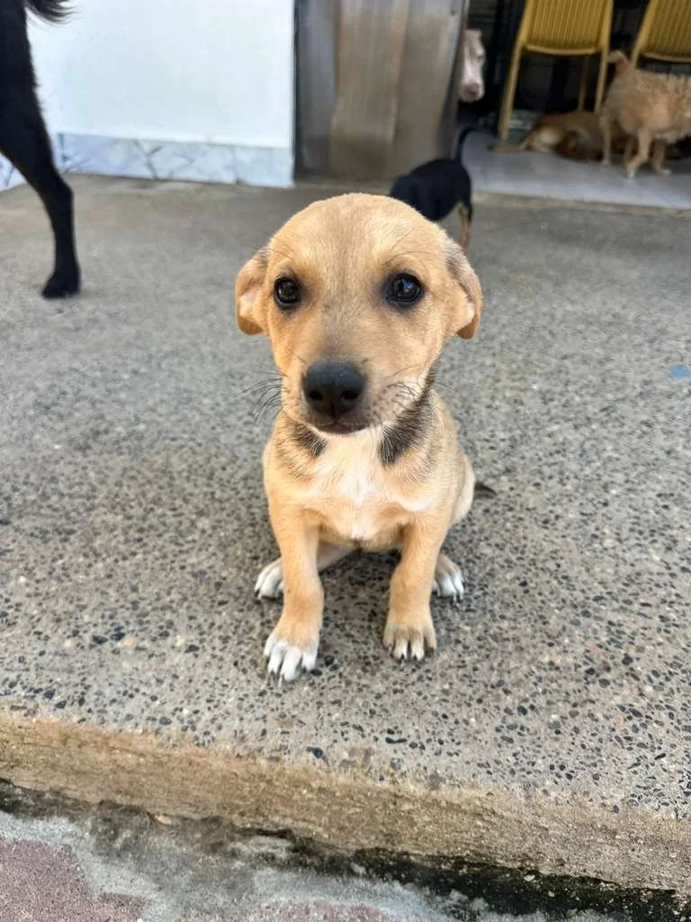 kuma 13125 (2) (1).jpeg