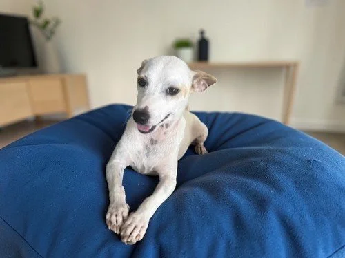 tuco+(1)c+(1) (2).jpg