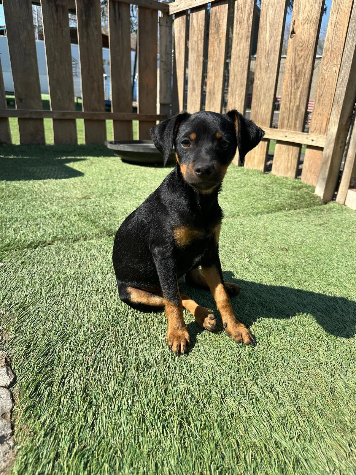 Linus — A Dog's New Life AC