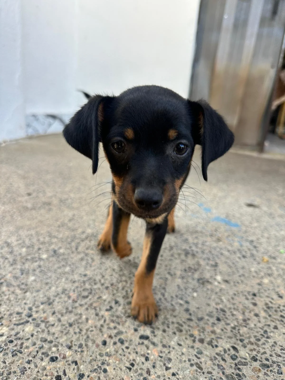 Linus — A Dog's New Life AC