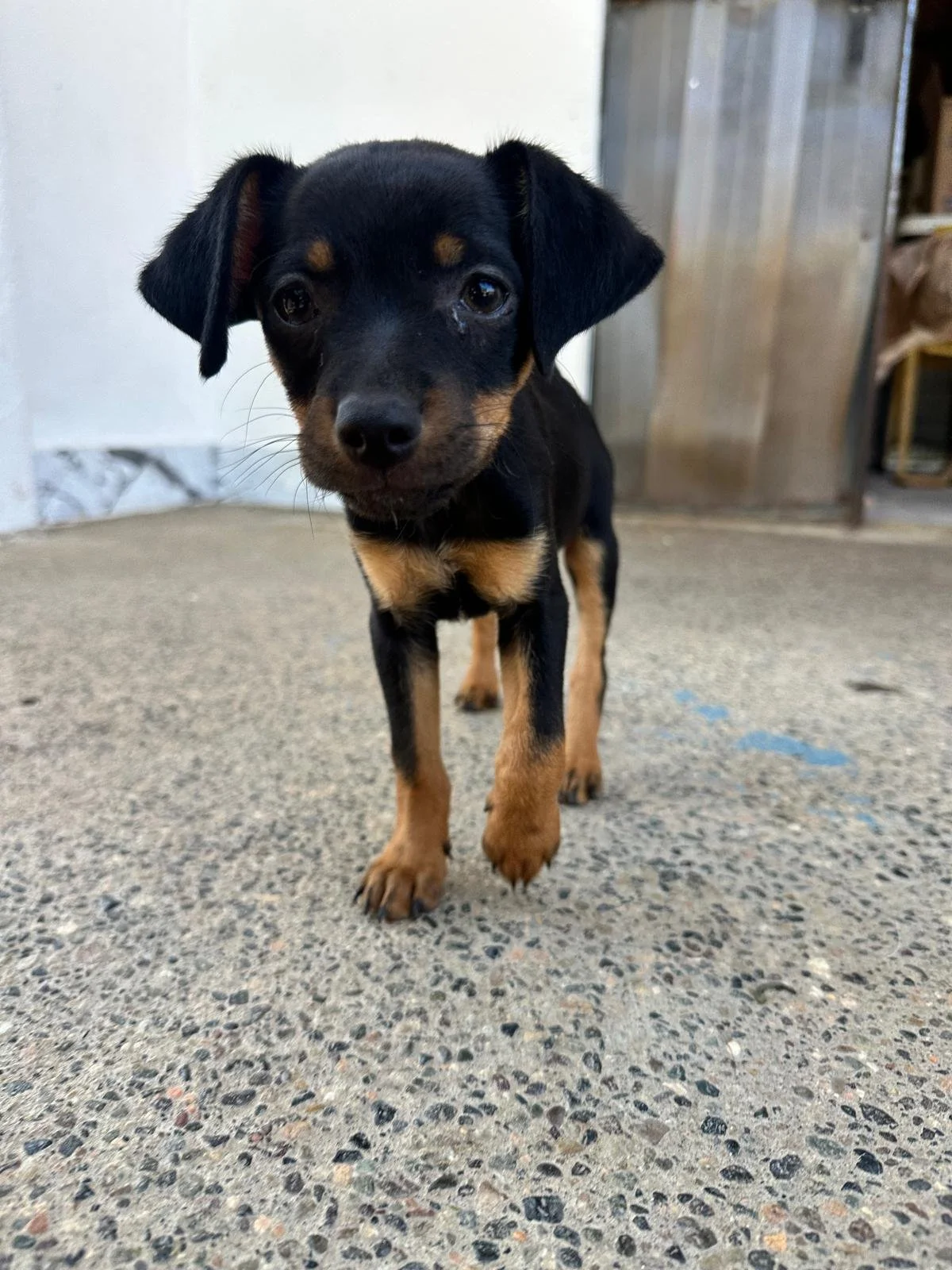 Linus — A Dog's New Life AC