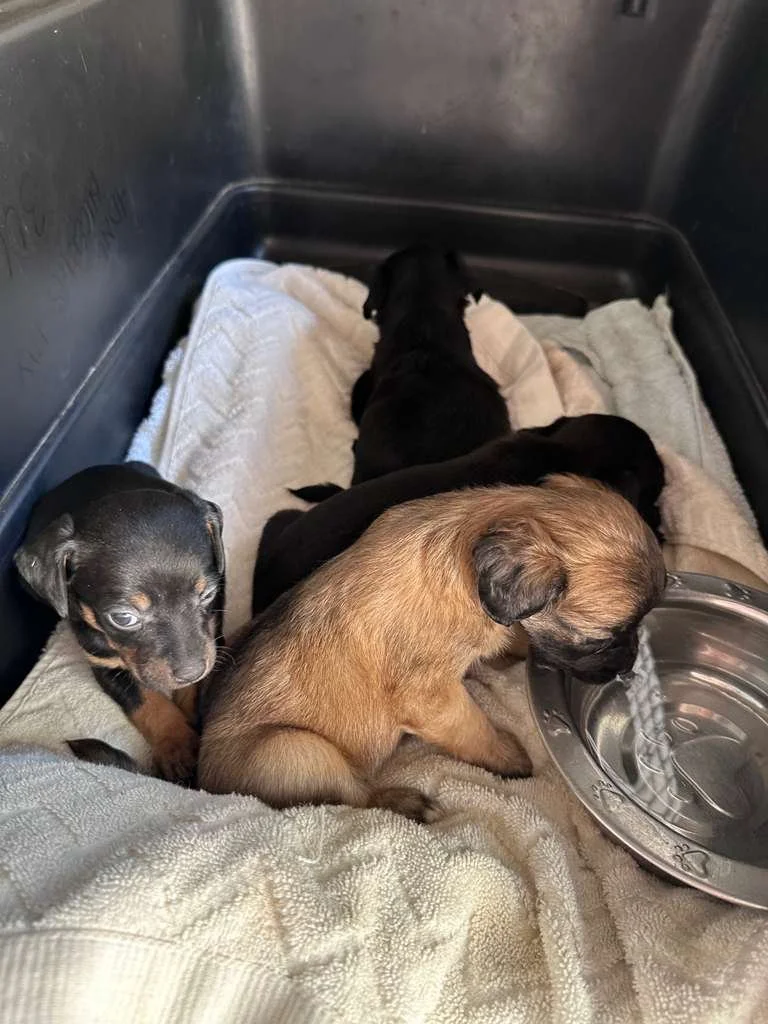 WhatsApp Image 2025-12-21 at 2.04.23 PM (1).jpeg