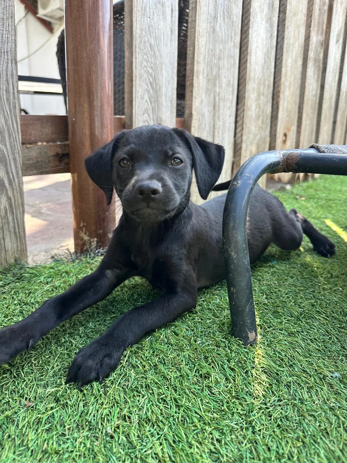 frank 2126p (2).jpeg