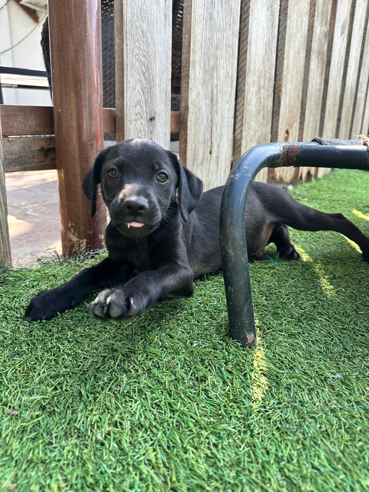 frank 2126p (1).jpeg