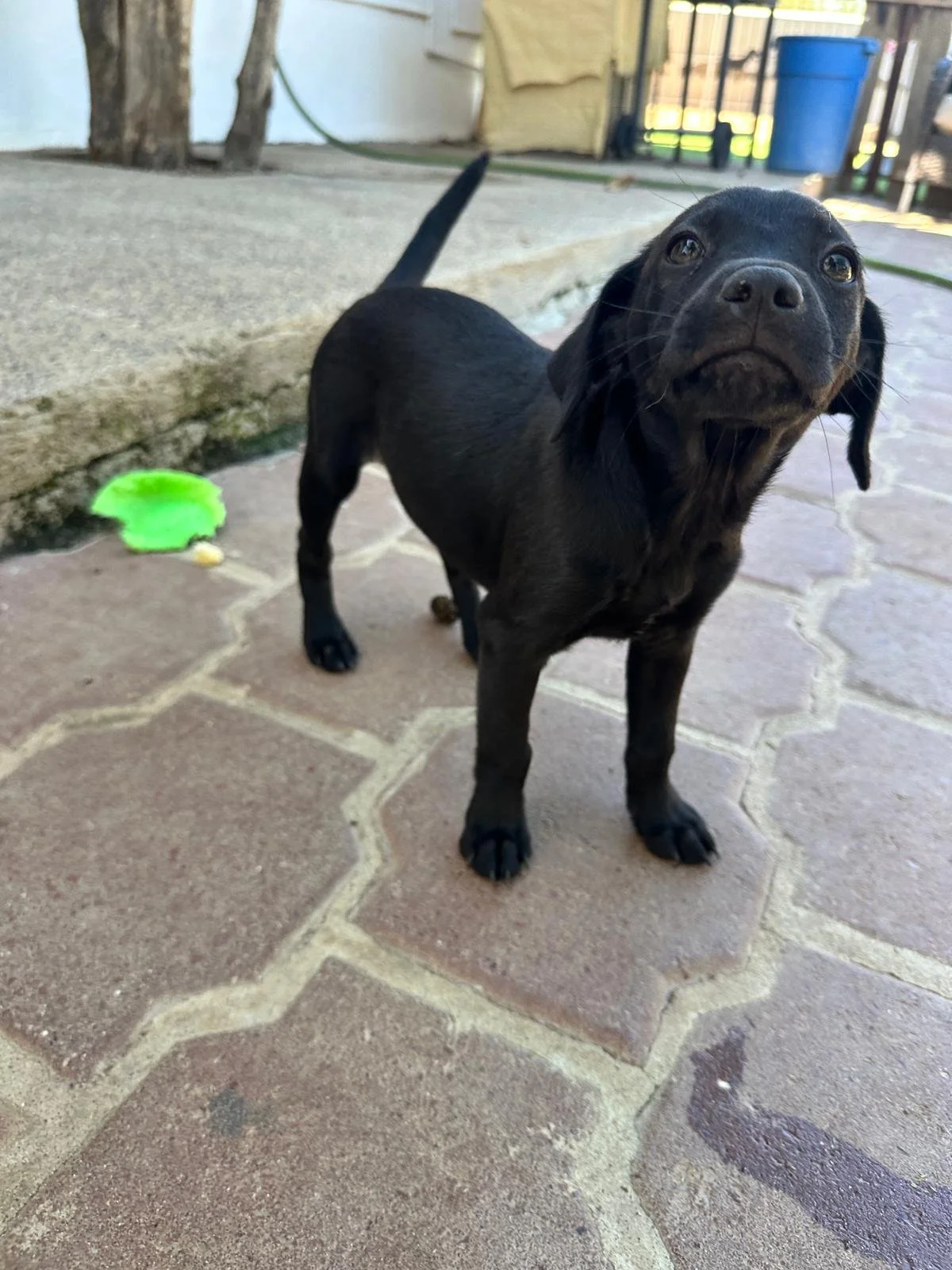 frank 13126 (2).jpeg