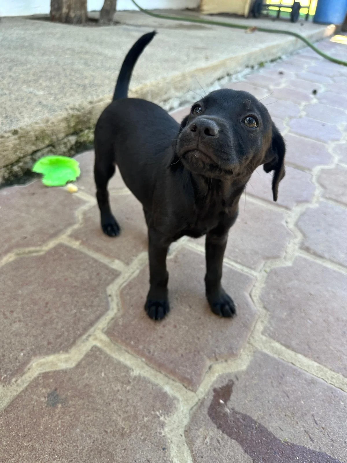 frank 13126 (1).jpeg