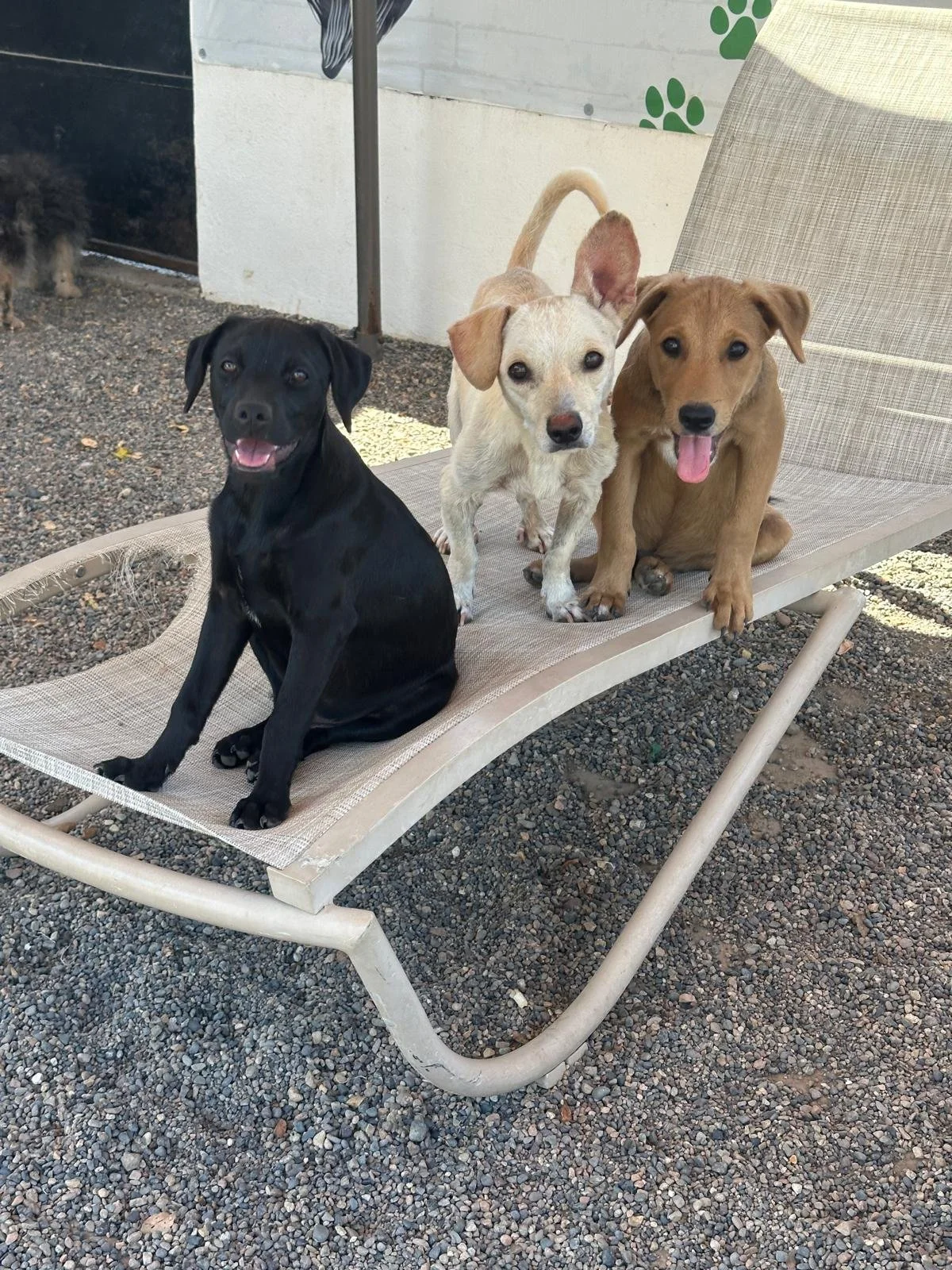 Franklin Archie Teddy.jpeg