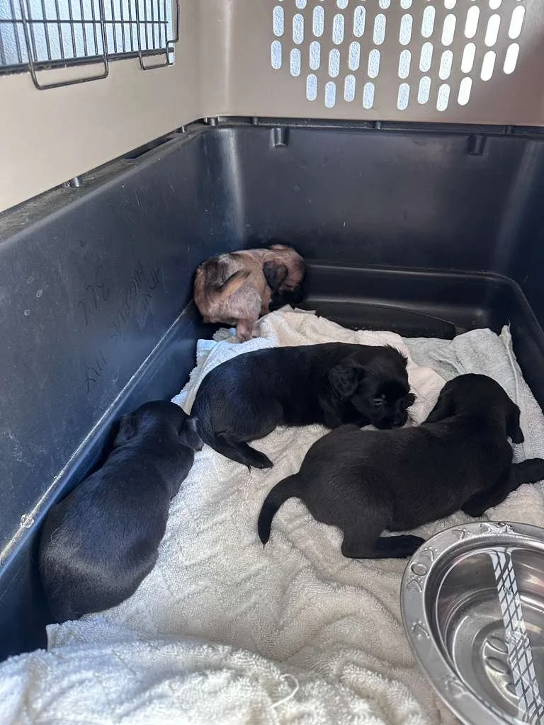 WhatsApp Image 2025-12-21 at 2.04.29 PM.jpeg