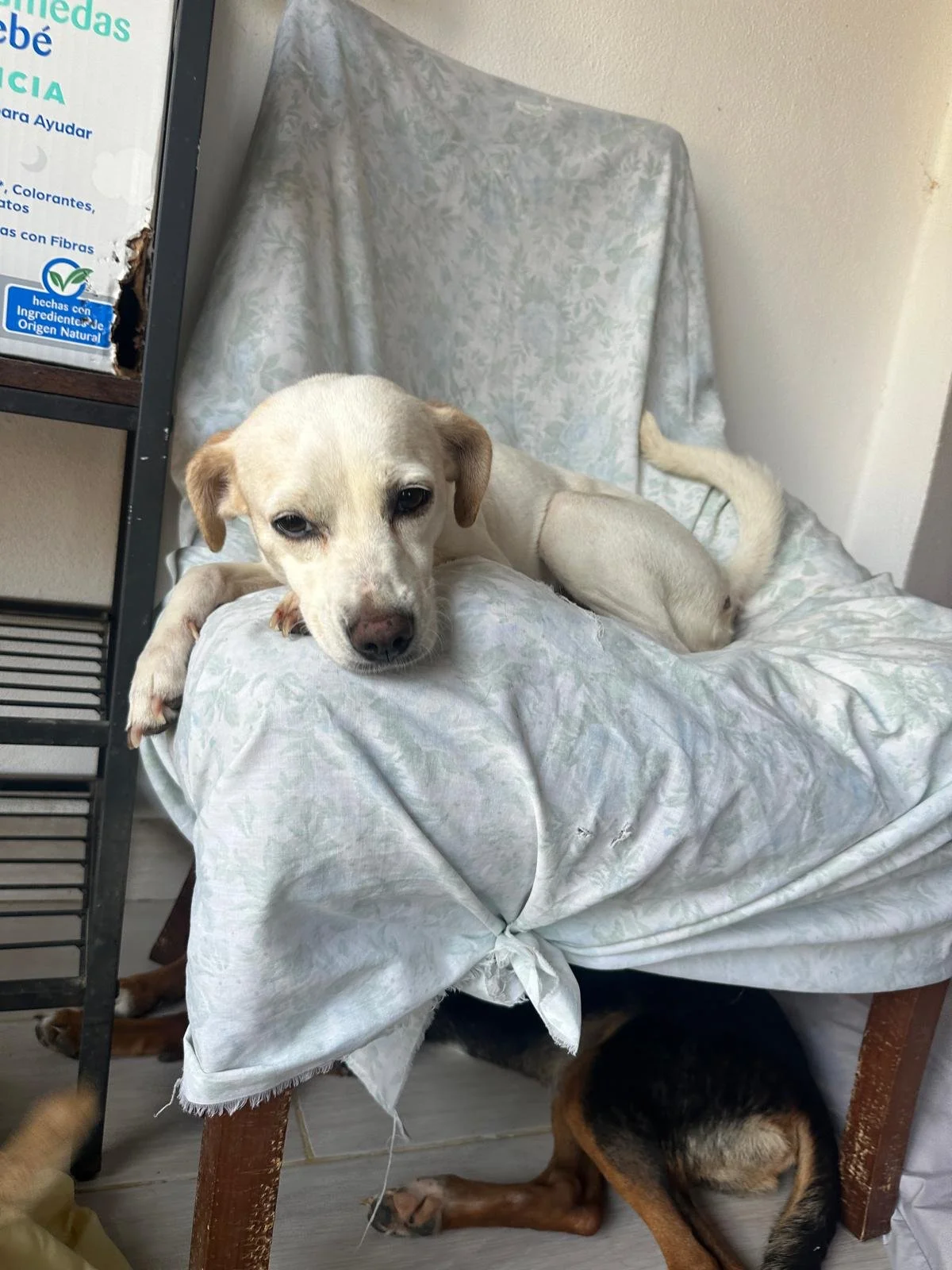 WhatsApp Image 2026-03-29 at 3.27.11 PM.jpeg