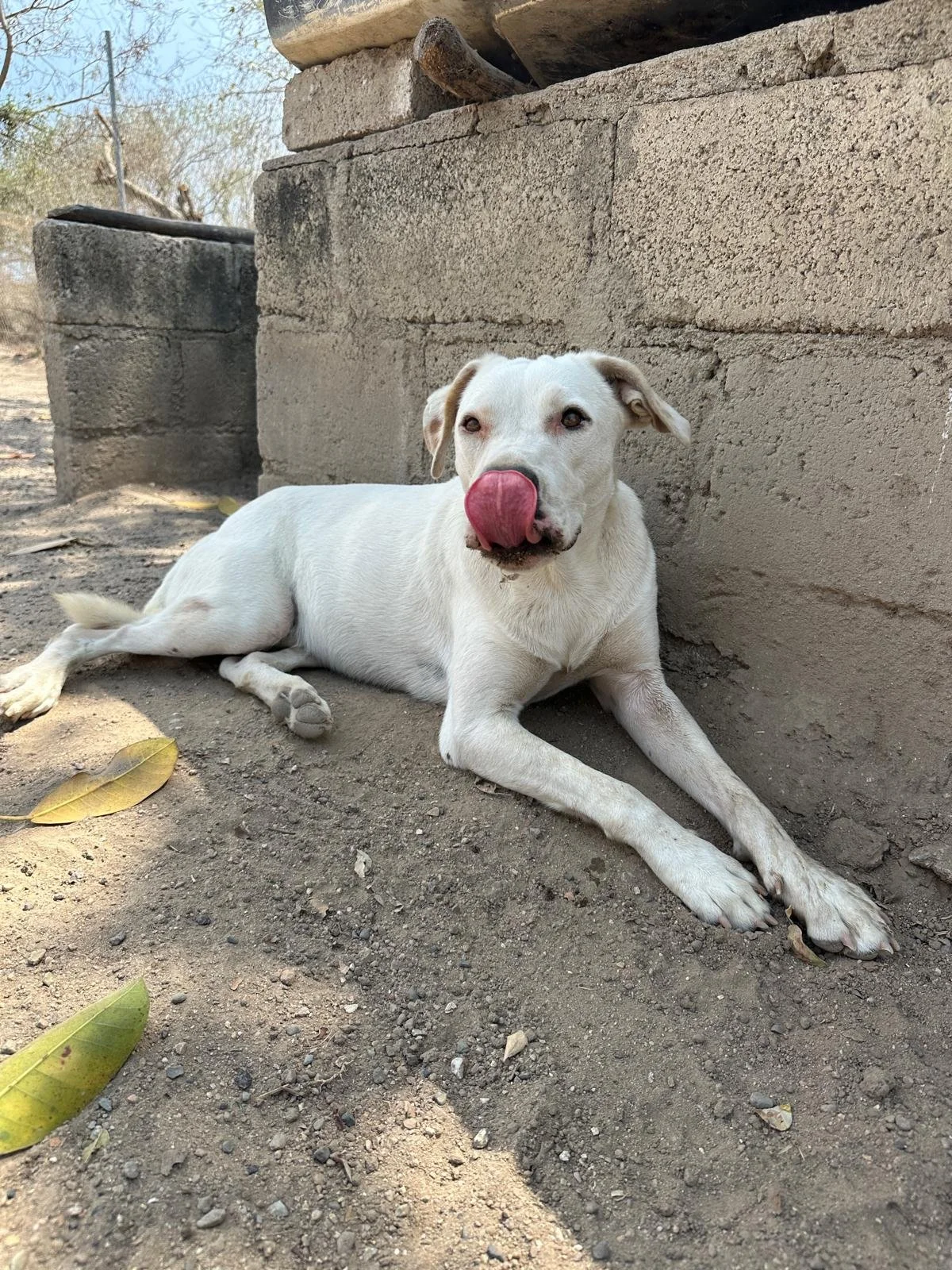 WhatsApp Image 2026-03-29 at 3.26.44 PM (1).jpeg