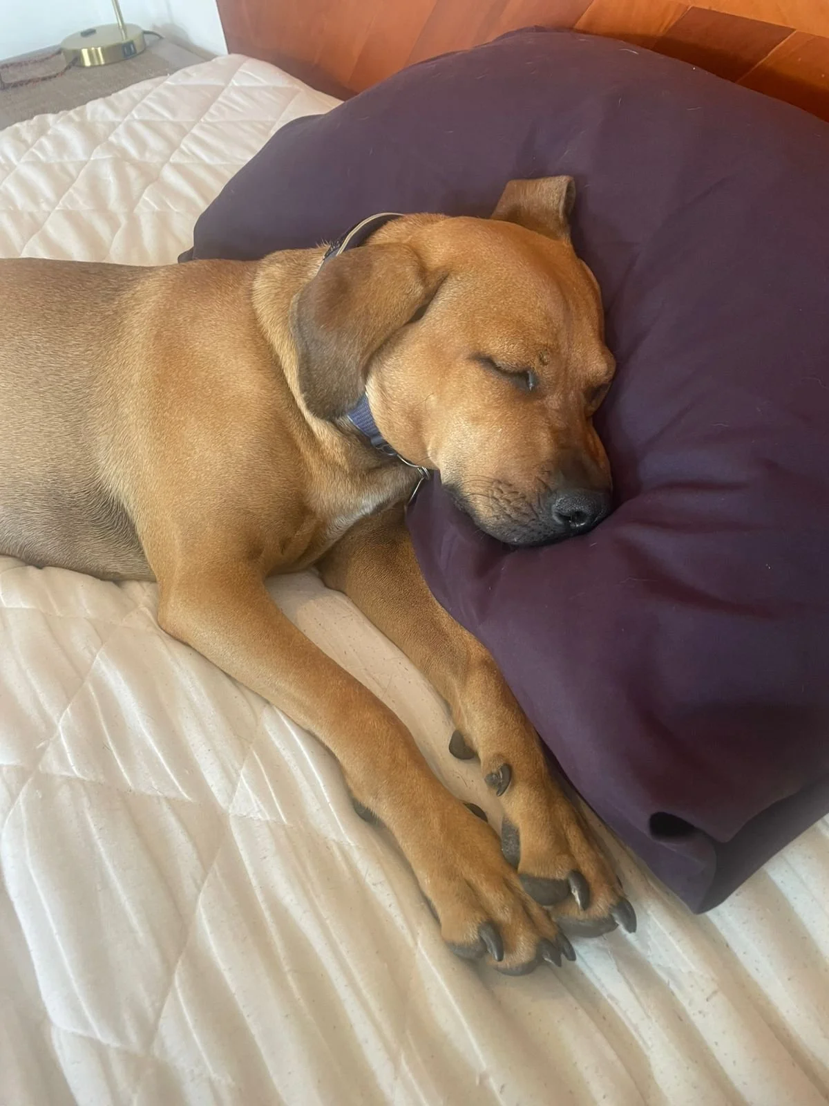 WhatsApp Image 2026-04-01 at 5.42.35 PM.jpeg