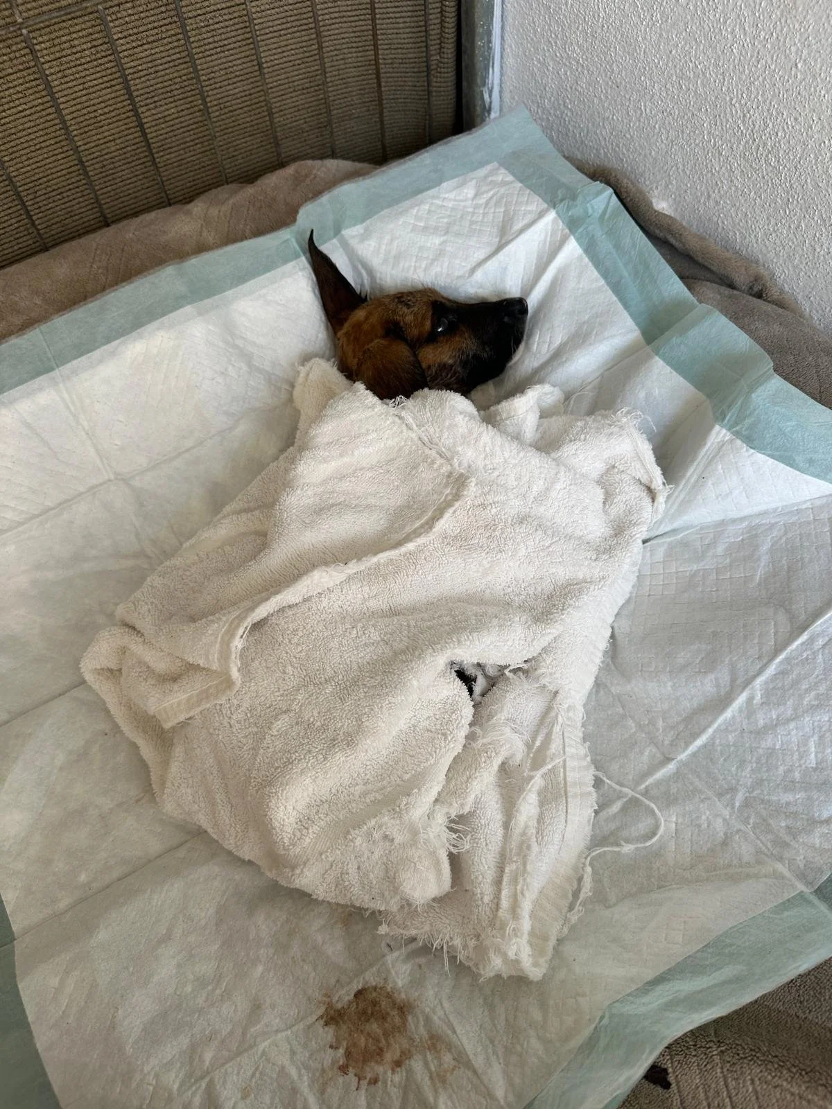 WhatsApp Image 2026-04-03 at 5.17.16 PM (1).jpeg