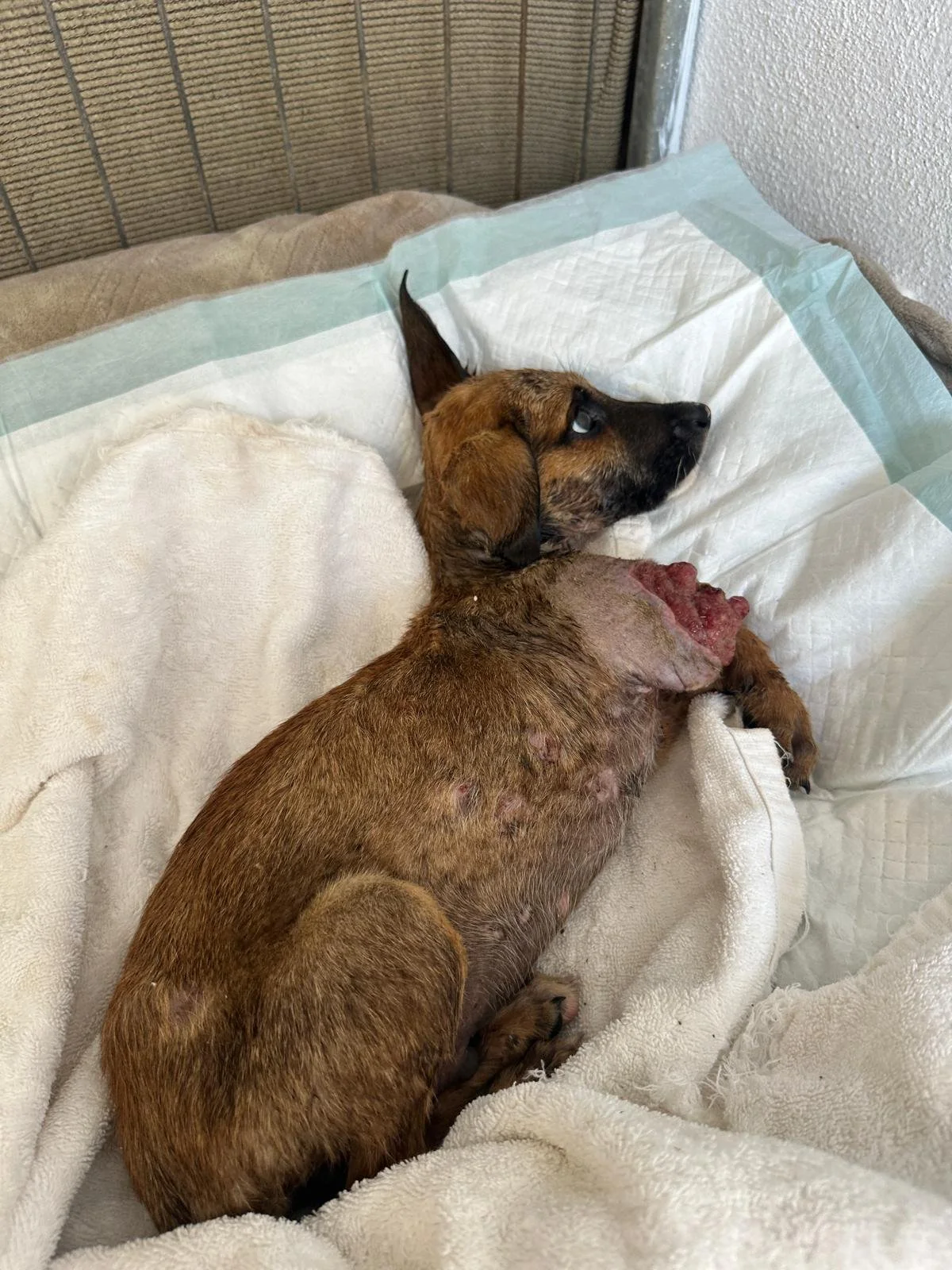 WhatsApp Image 2026-04-03 at 5.17.16 PM (2).jpeg