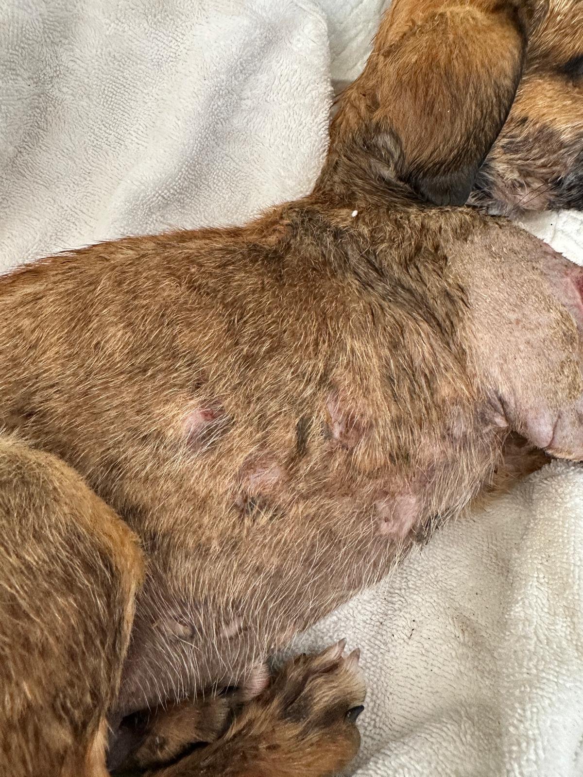 WhatsApp Image 2026-04-03 at 5.17.16 PM (3).jpeg