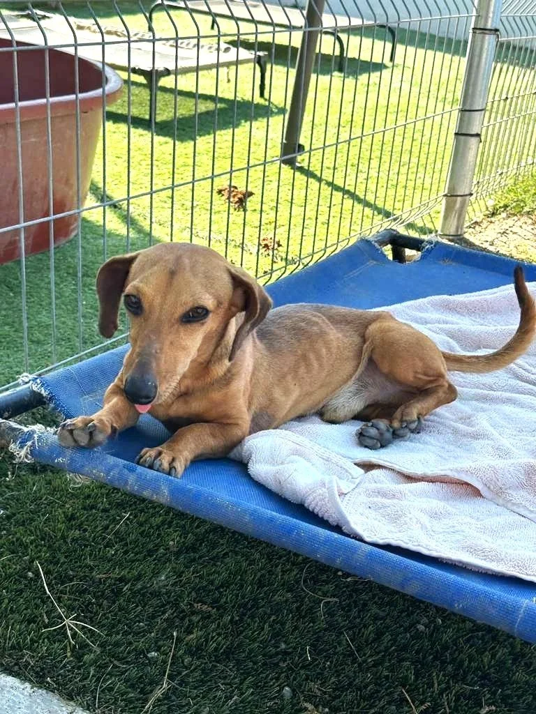 Dachsund Male Adopt (10).jpeg