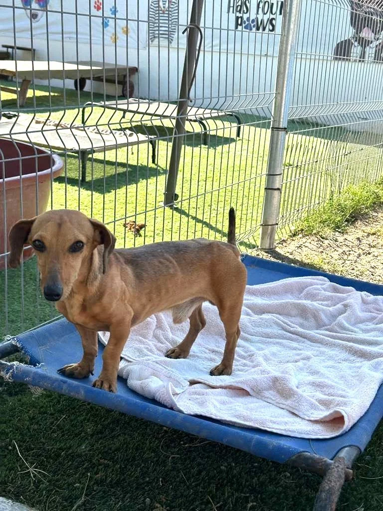 Dachsund Male Adopt (11).jpeg
