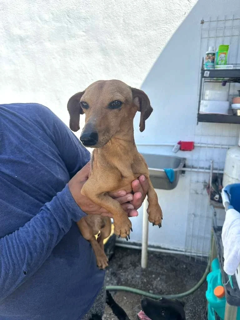 Dachsund Male Adopt (3).jpeg