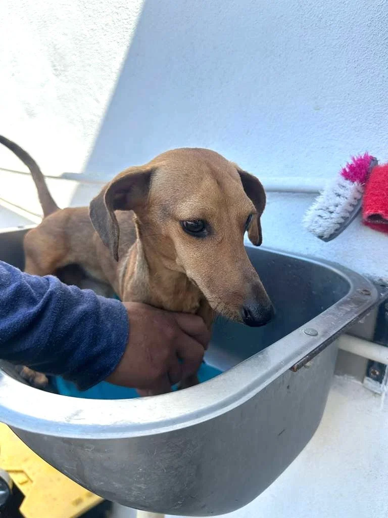 Dachsund Male Adopt (8).jpeg