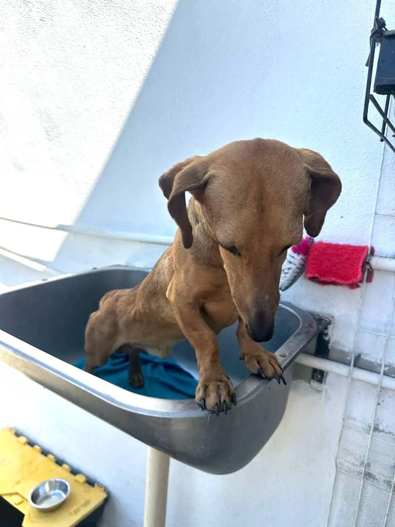 Dachsund Male Adopt (5).jpeg